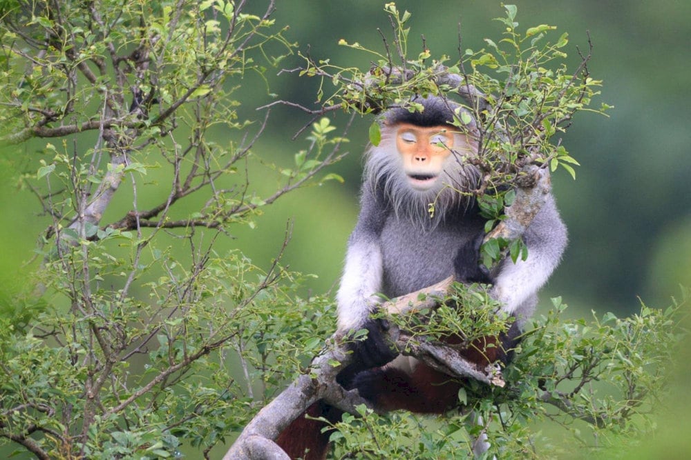 Monkey Mountain is home to over 1,300 rare red-shanked douc langurs